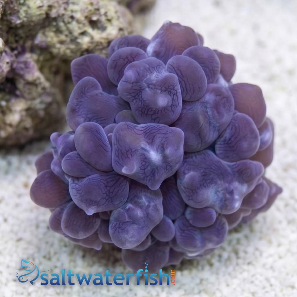 Pearl Bubble Coral - Aquacultured