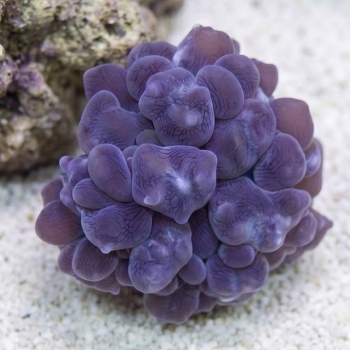 Pearl Bubble Coral - Aquacultured