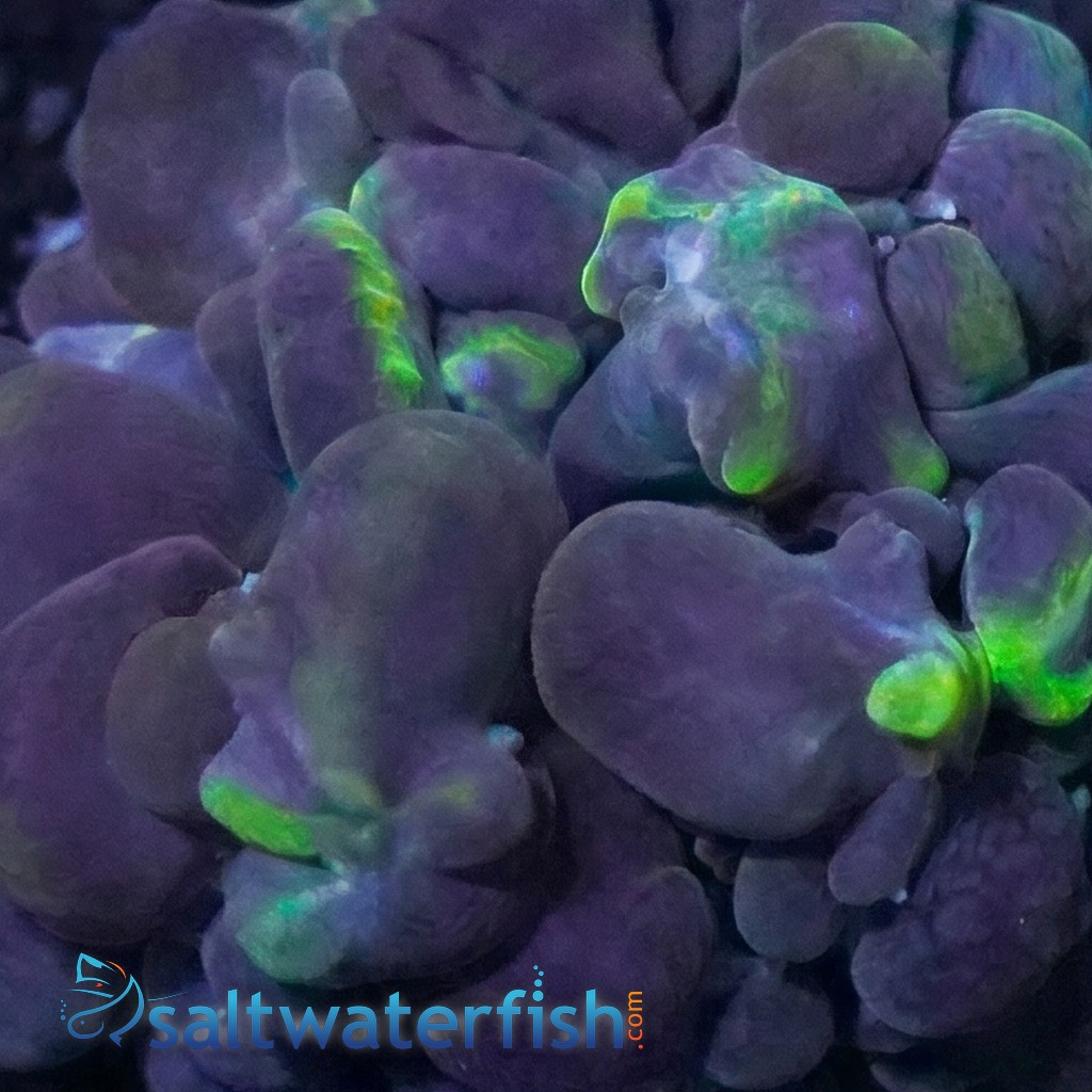 Pearl Bubble Coral: Green - Aquacultured