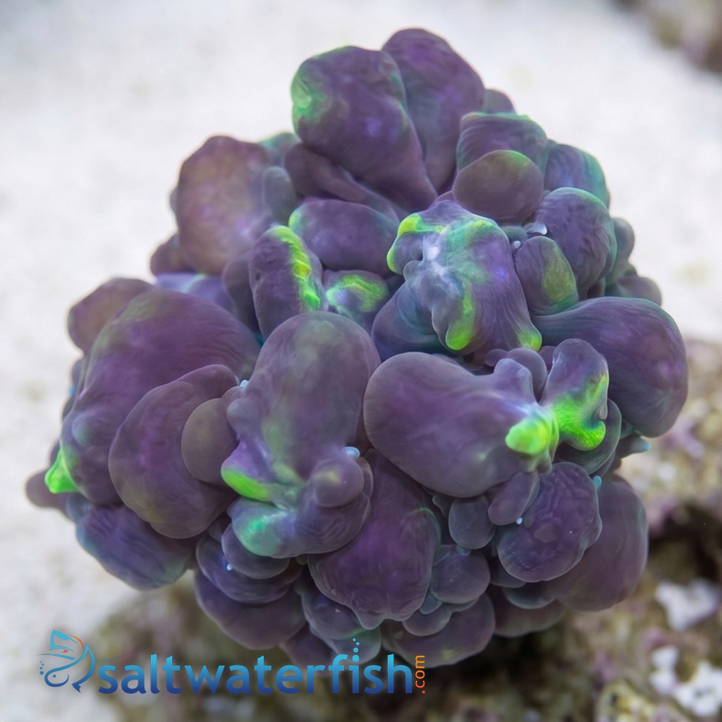 Pearl Bubble Coral: Green - Aquacultured