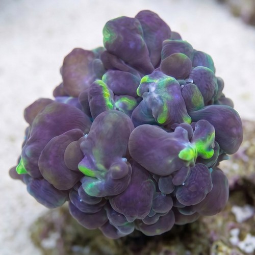 Pearl Bubble Coral: Green - Aquacultured
