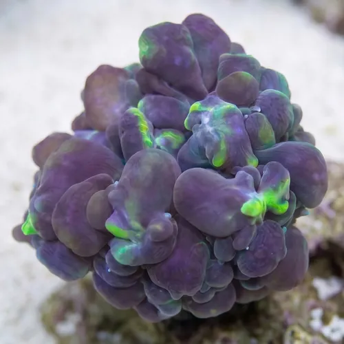 Pearl Bubble Coral: Green - Aquacultured