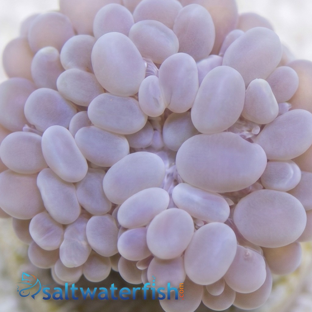 Bubble Coral