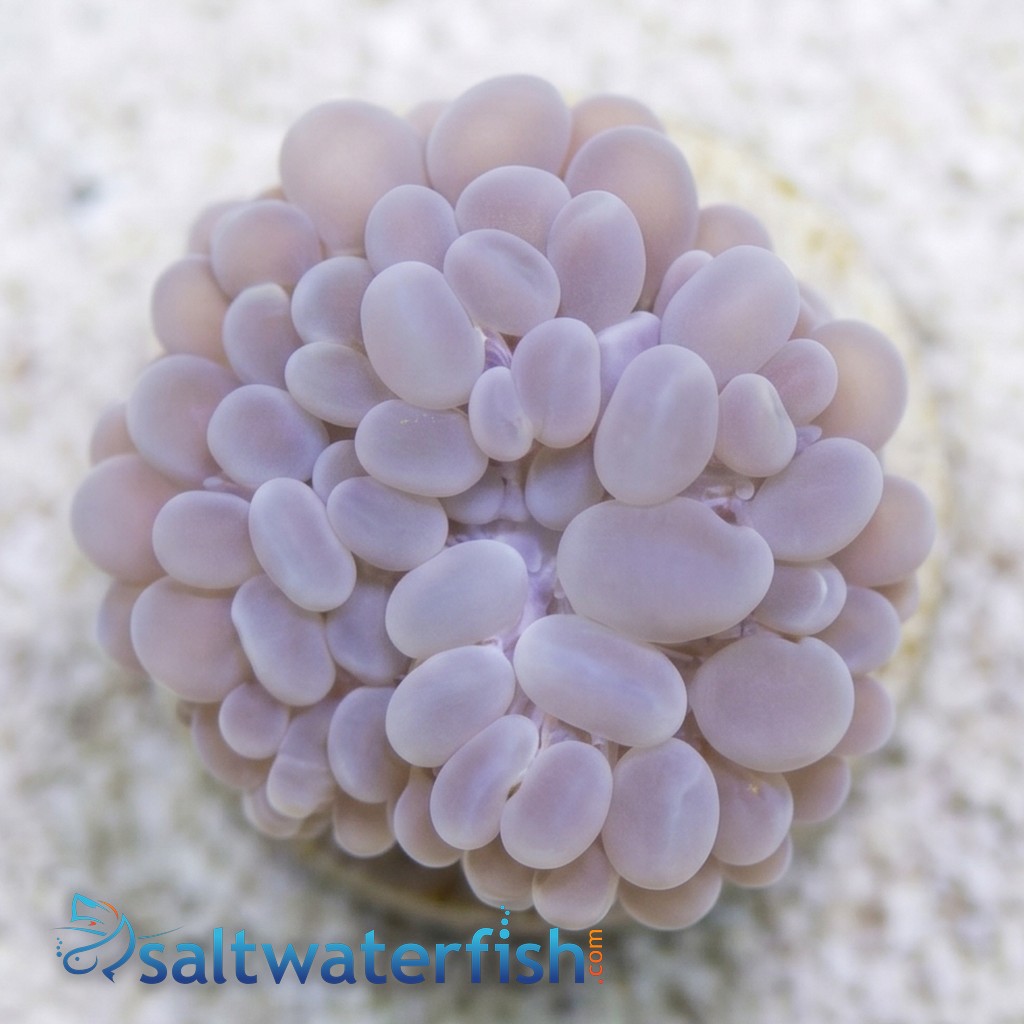 Bubble Coral