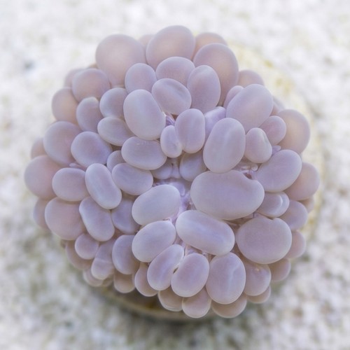 Bubble Coral