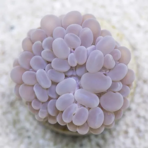 Bubble Coral