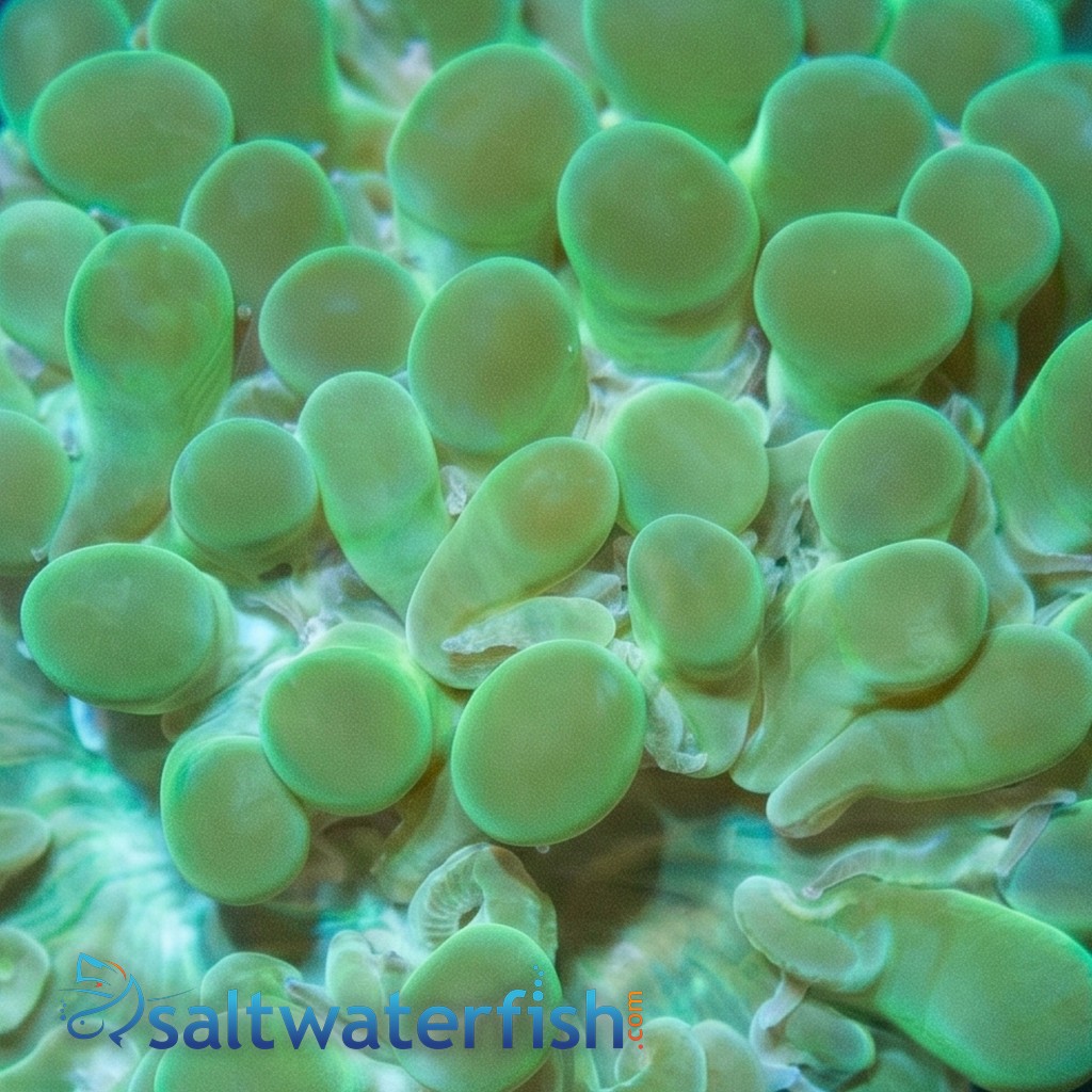 Pearl Bubble Coral: Green - Aquacultured