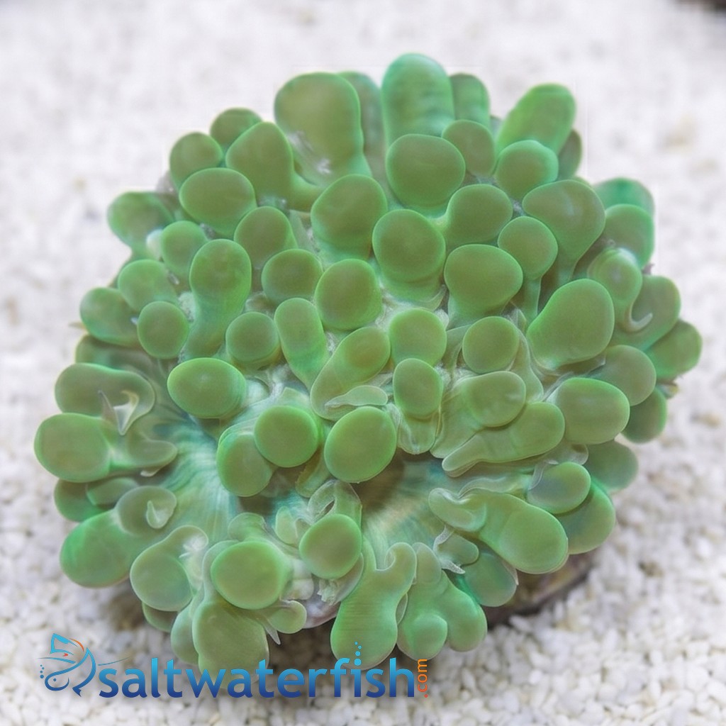 Pearl Bubble Coral: Green - Aquacultured