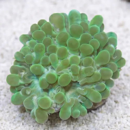 Pearl Bubble Coral: Green - Aquacultured