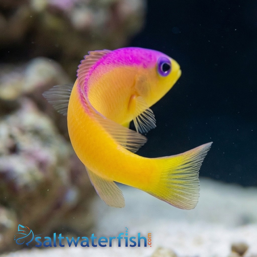 Purple Stripe Dottyback