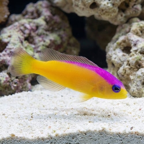 Purple Stripe Dottyback