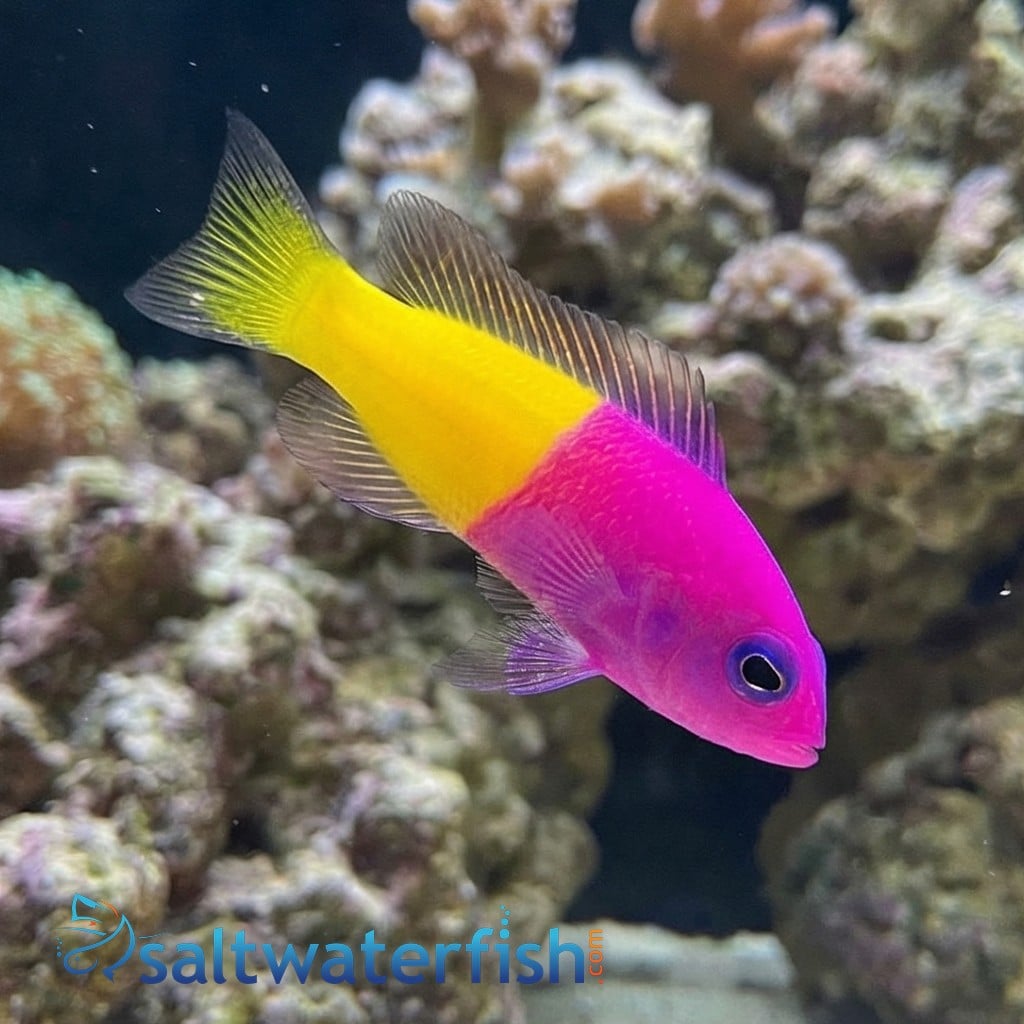Bicolor (Royal) Dottyback