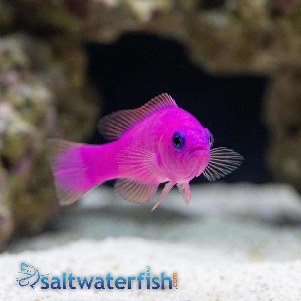 Purple Pseudochromis