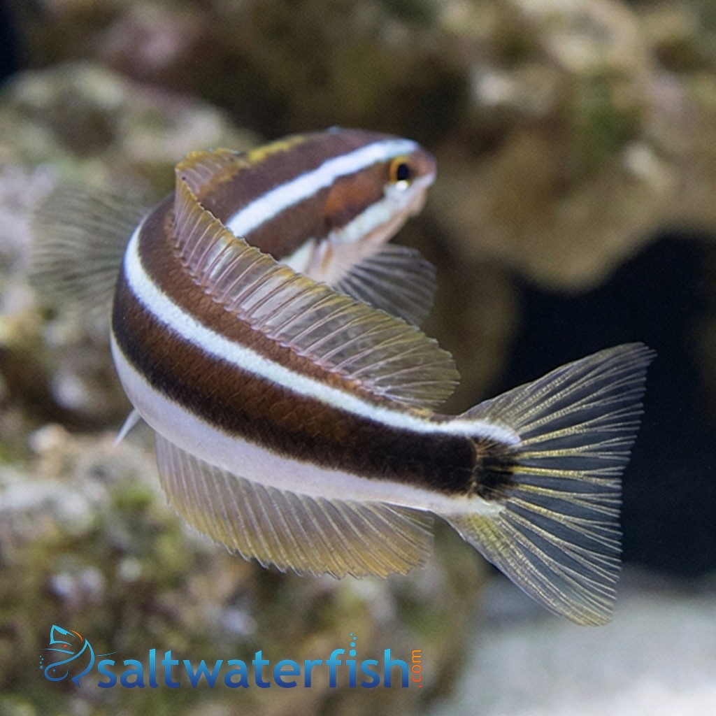 Bluestriped Fangblenny