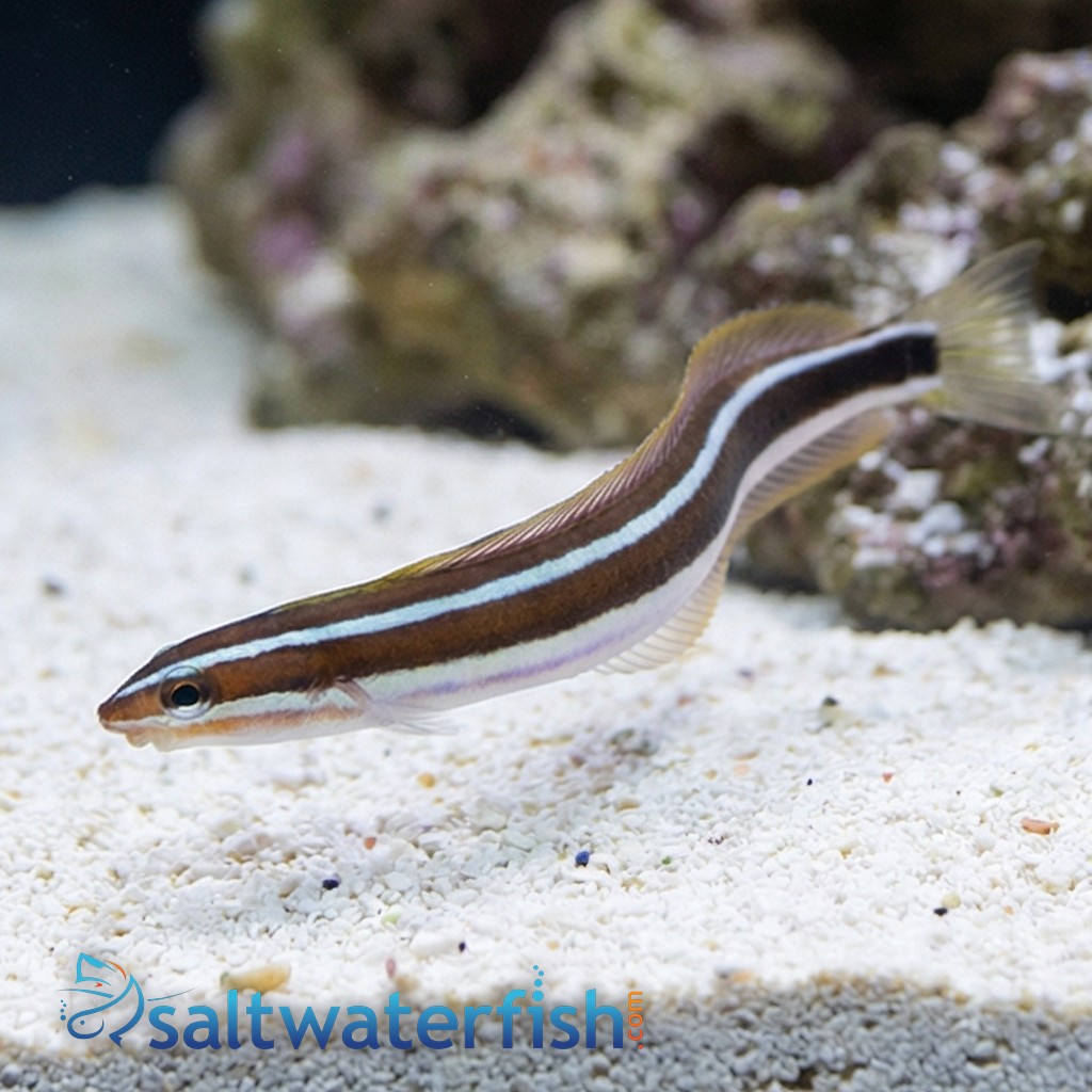 Bluestriped Fangblenny