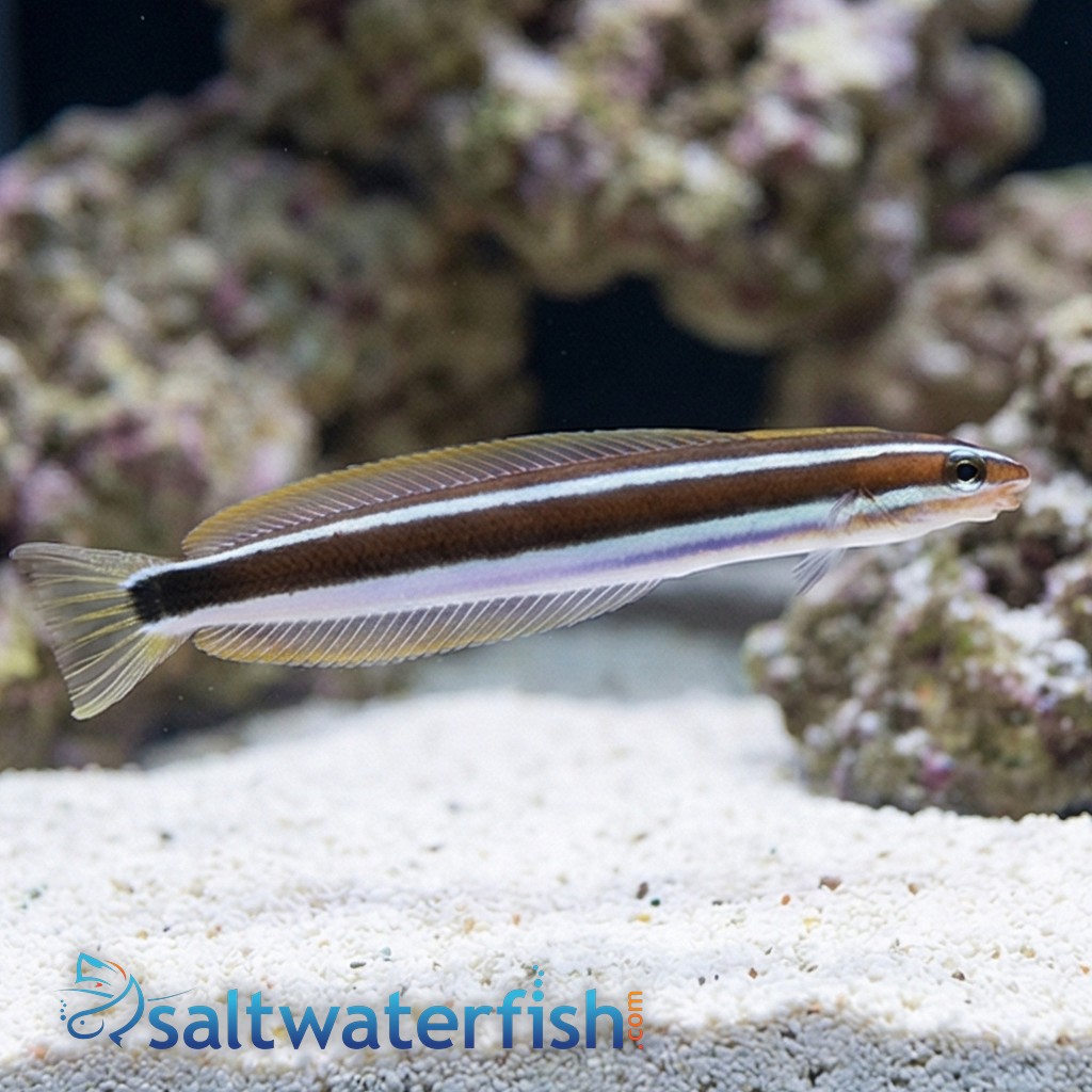 Bluestriped Fangblenny