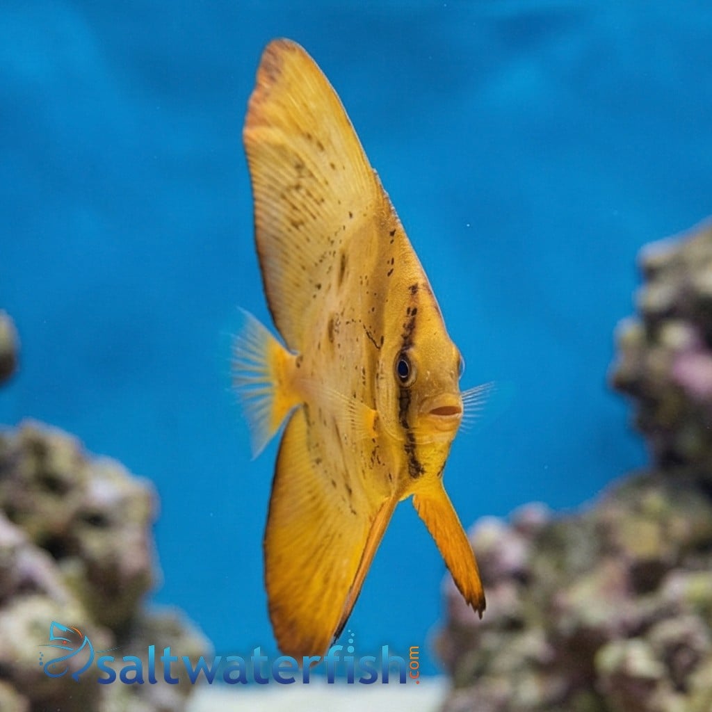 Orbiculate Batfish