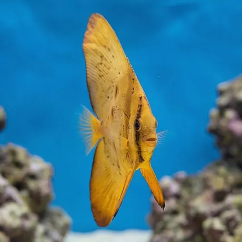 Orbiculate Batfish
