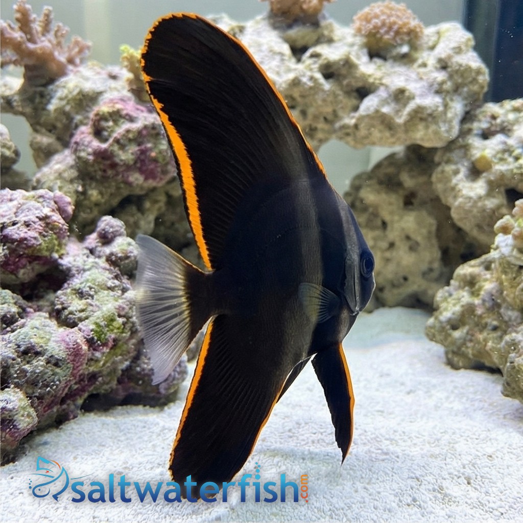 Pinnatus Batfish - Captive Bred