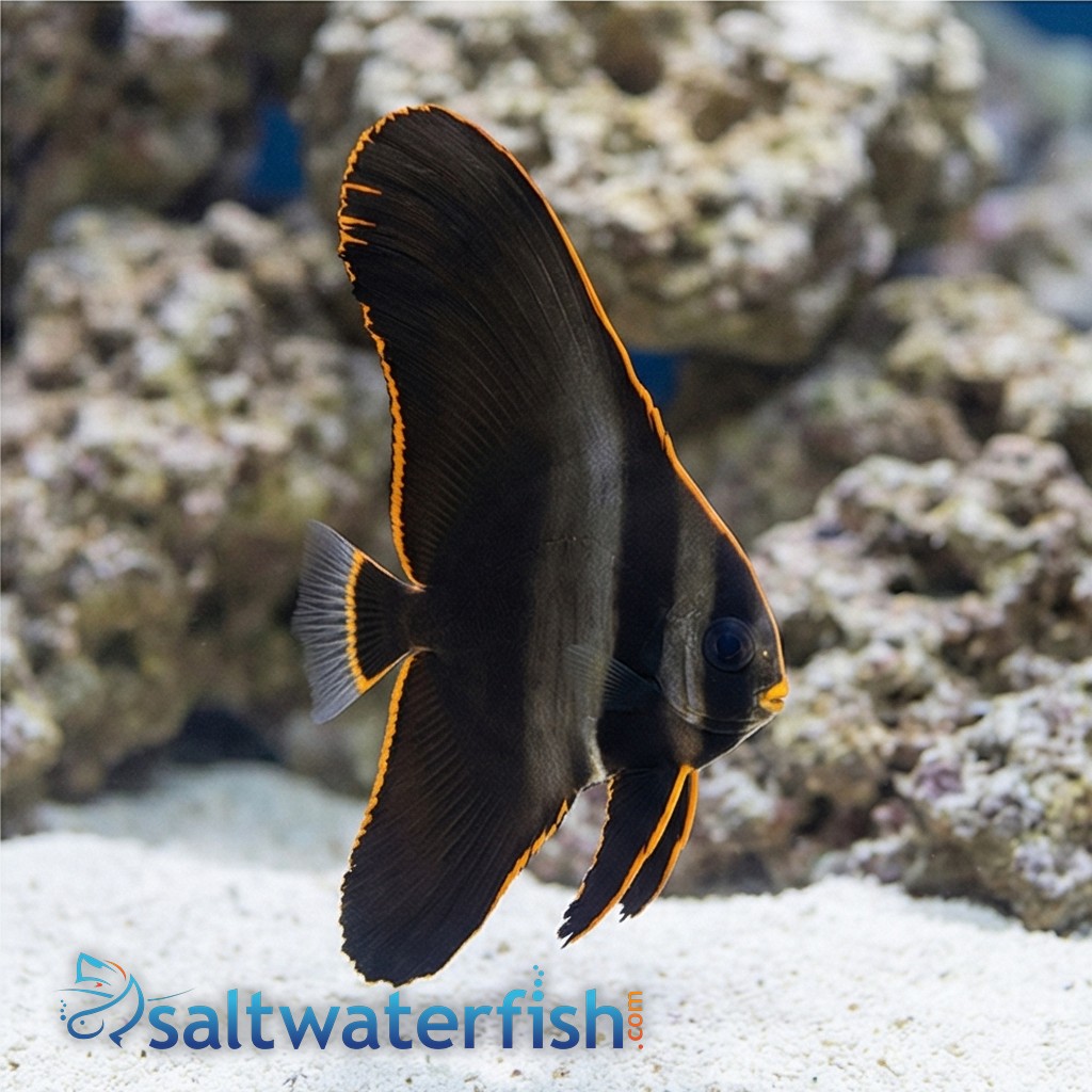 Pinnatus Batfish - Captive Bred
