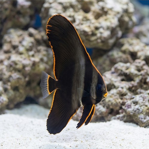 Pinnatus Batfish