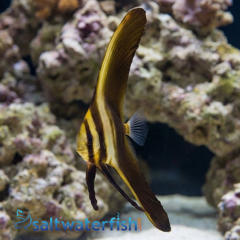Teira Batfish