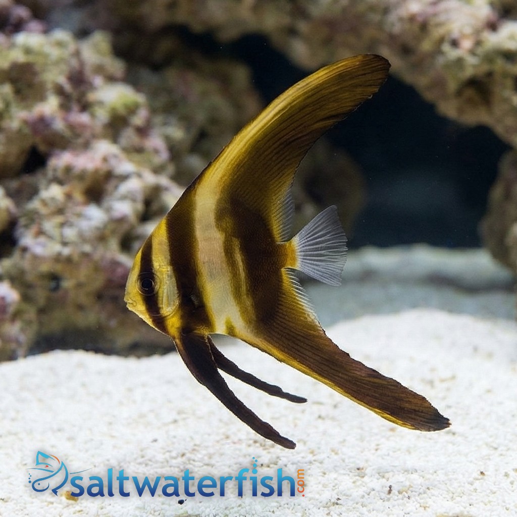 Teira Batfish