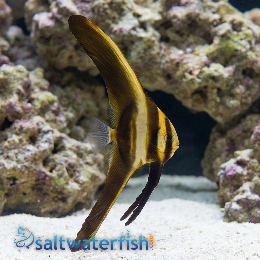 Teira Batfish