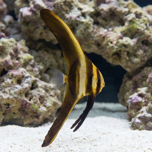 Teira Batfish