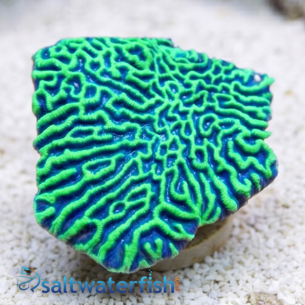 Platygyra Brain Coral: Super