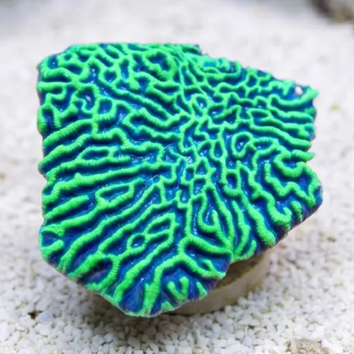 Platygyra Brain Coral: Super