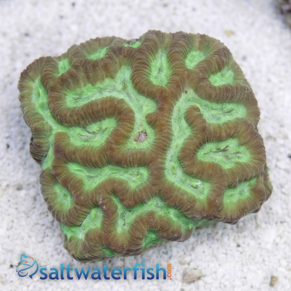 Platygyra Maze: Green