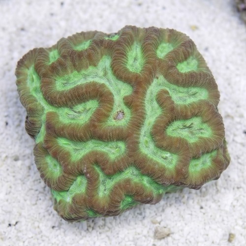 Platygyra Maze: Green