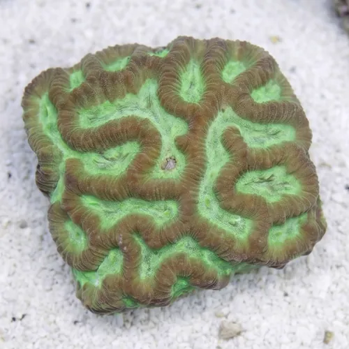Platygyra Maze: Green