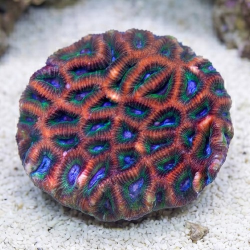 Platygyra Maze: Green w/ Purple