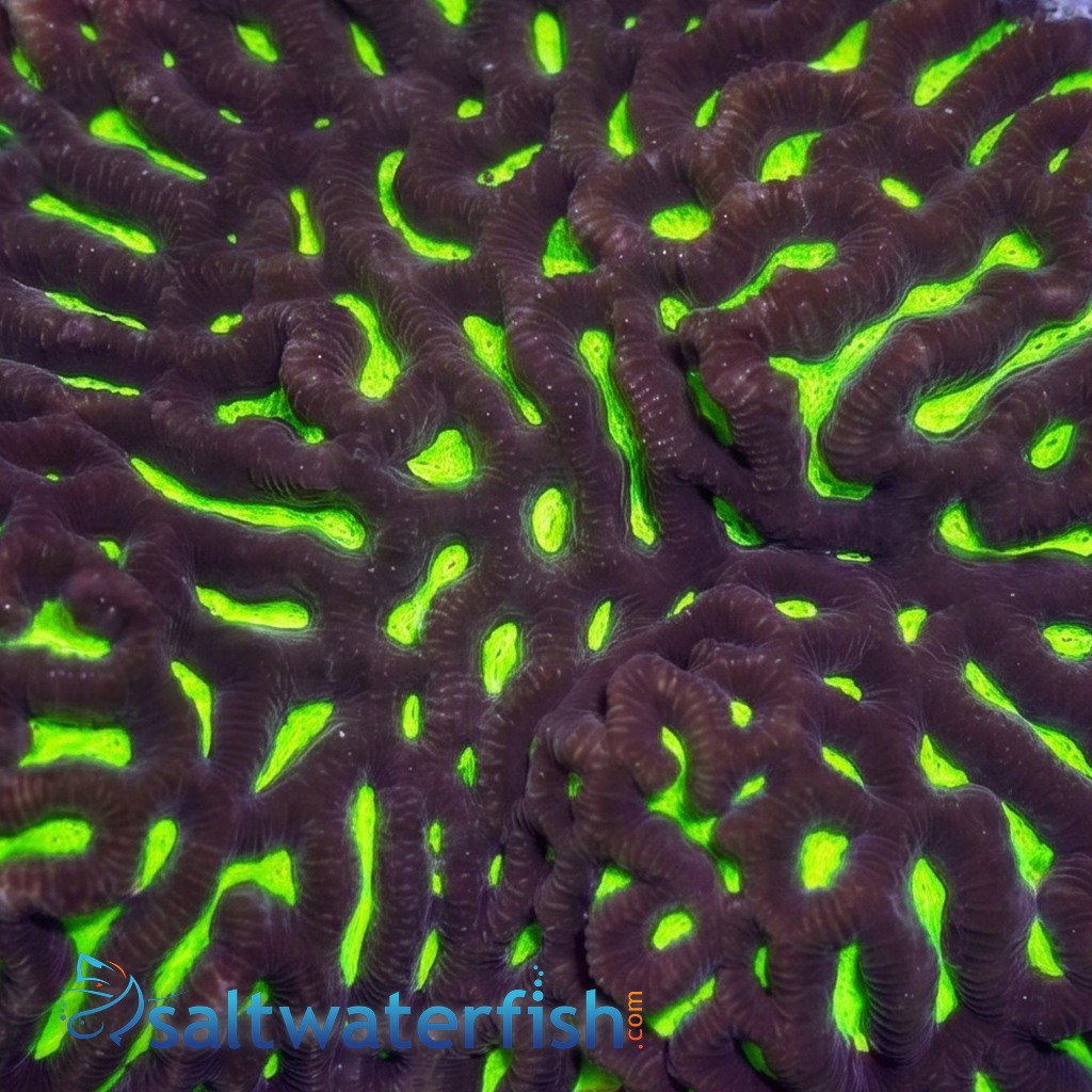 Platygyra Maze: Neon Yellow w/ Green