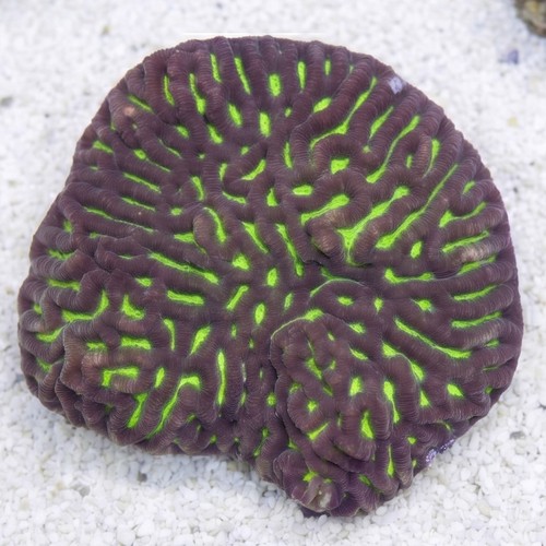 Platygyra Maze: Neon Yellow w/ Green