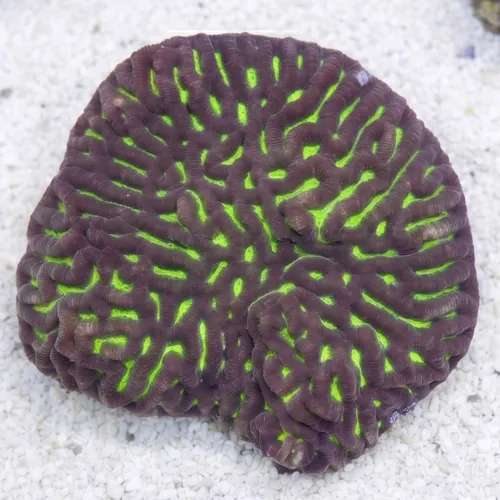 Platygyra Maze: Neon Yellow w/ Green