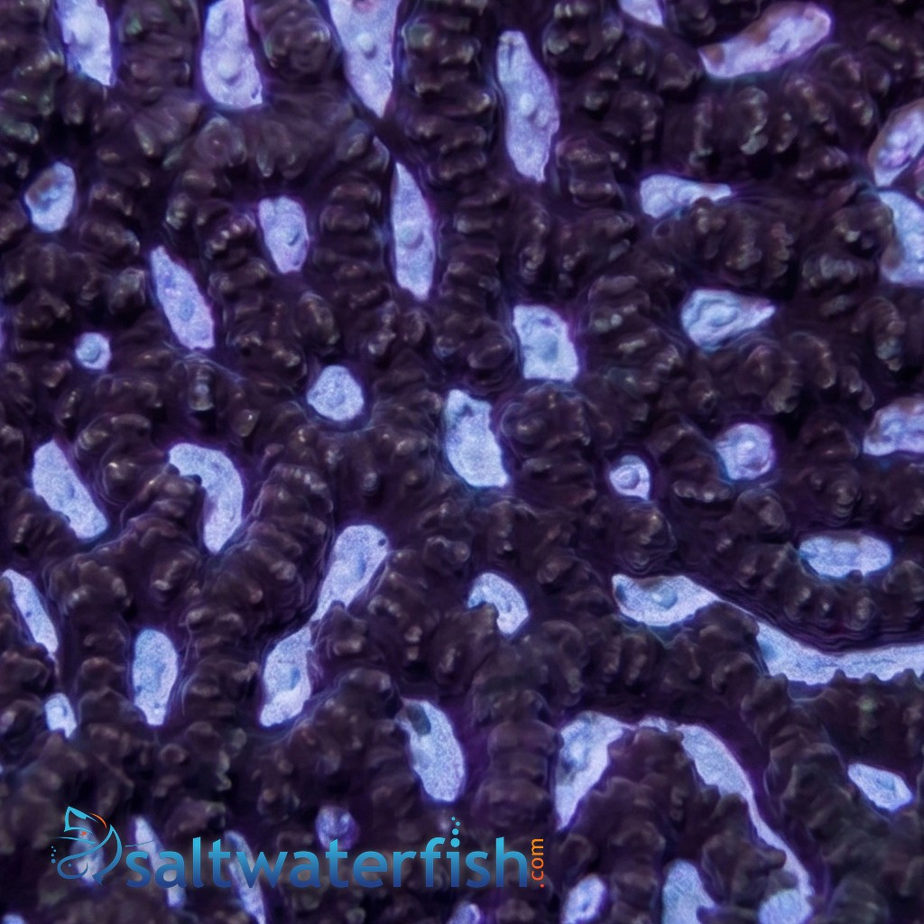 Platygyra Maze: Purple