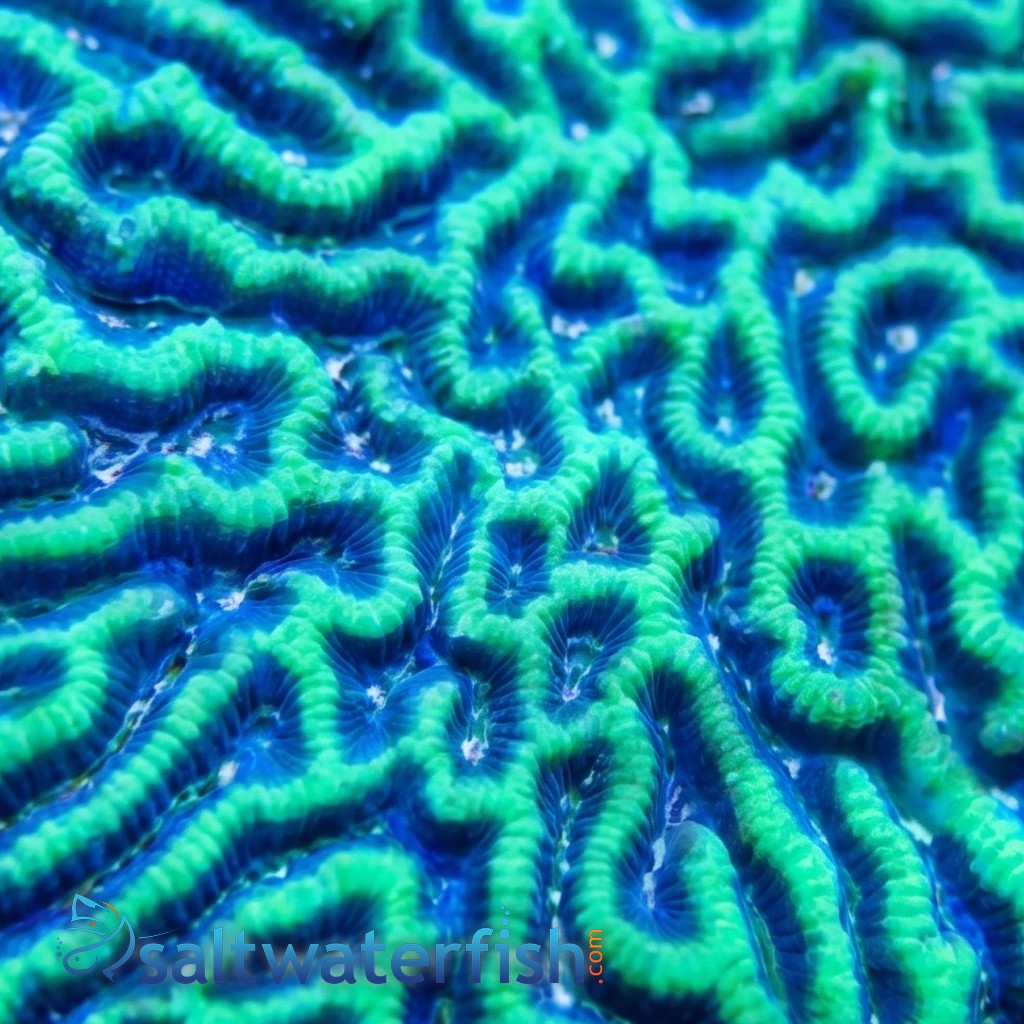 Platygyra Brain Coral Worm Scribble - Aquacultured
