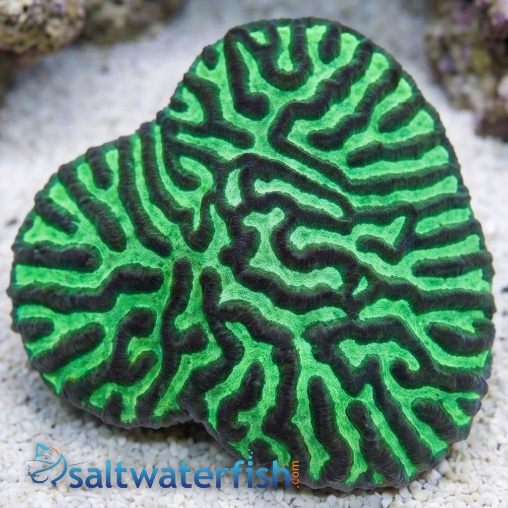 Platygyra Brain Coral Worm Scribble - Aquacultured