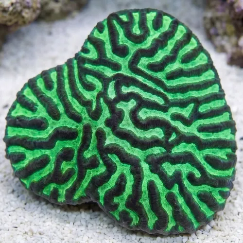 Platygyra Brain Coral Worm Scribble - Aquacultured