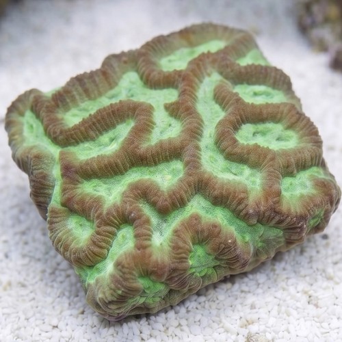 Platygyra Brain Coral Worm Scribble