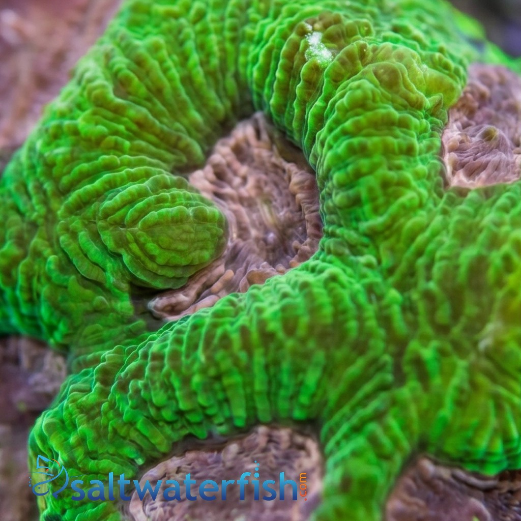 Platygyra Maze: Pink Center - Aquacultured