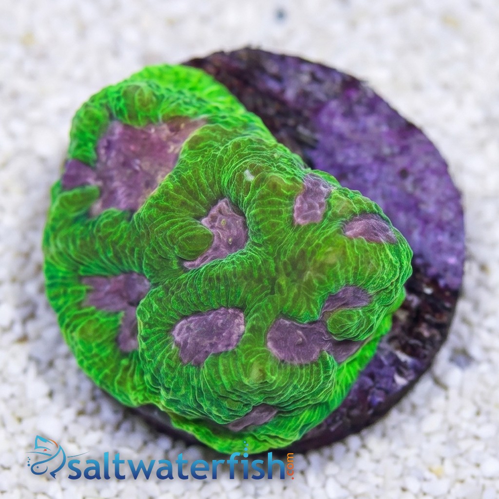 Platygyra Maze: Pink Center - Aquacultured