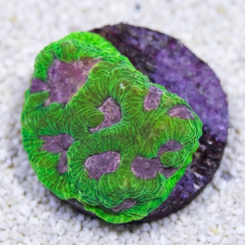 Platygyra Maze: Pink Center - Aquacultured