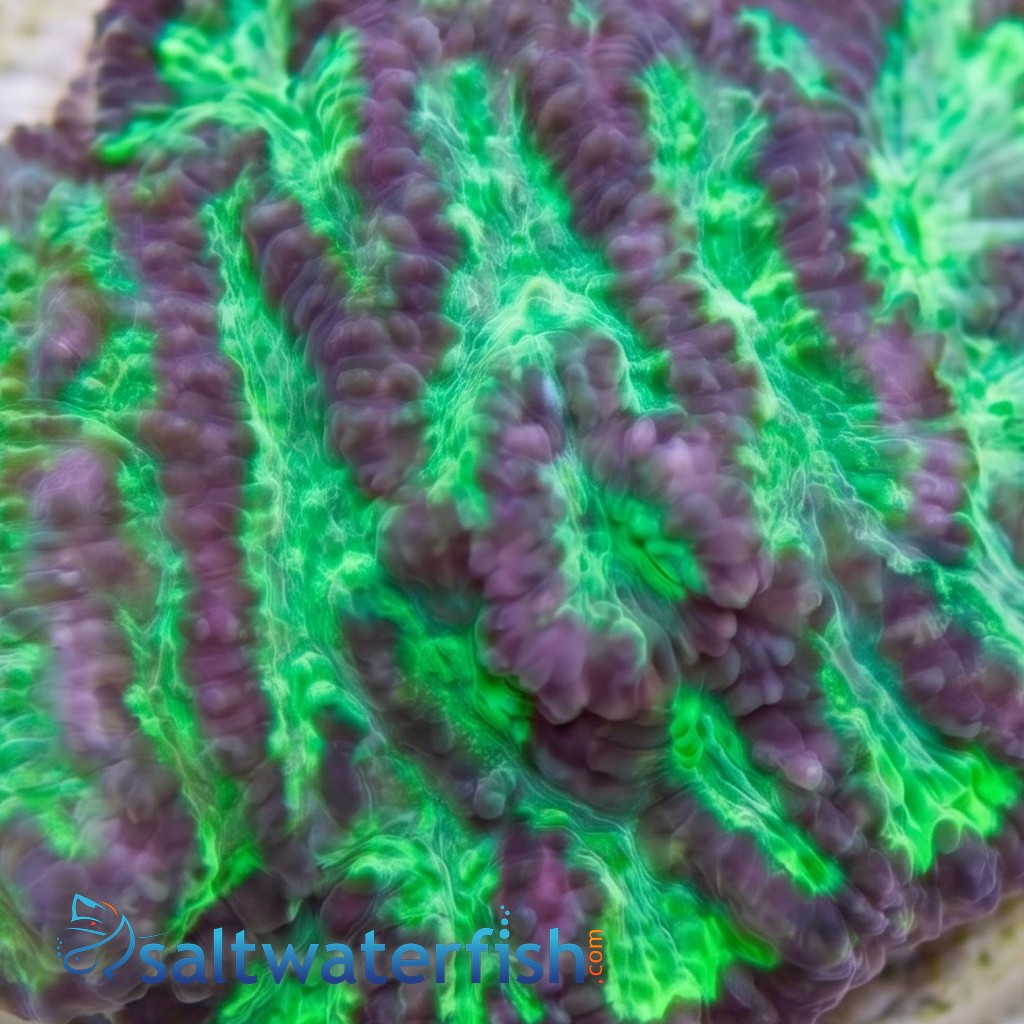 Platygyra Maze: Colored - Aquacultured
