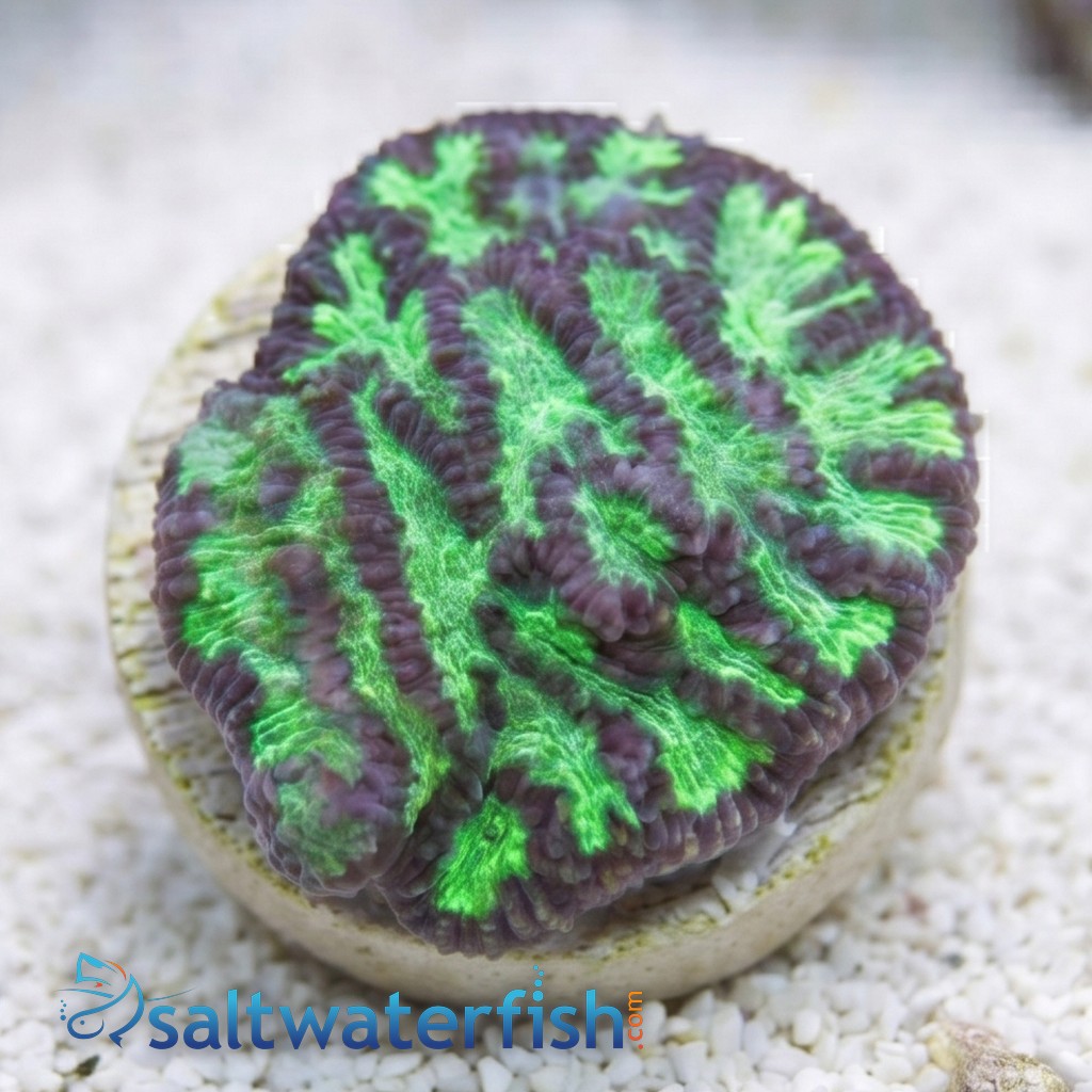 Platygyra Maze: Colored - Aquacultured