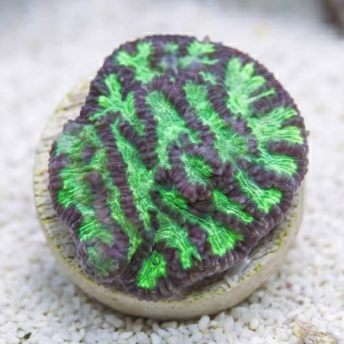 Platygyra Maze: Colored - Aquacultured