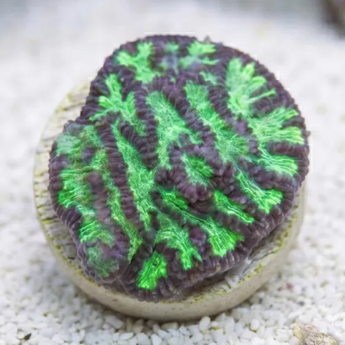 Platygyra Maze: Colored - Aquacultured